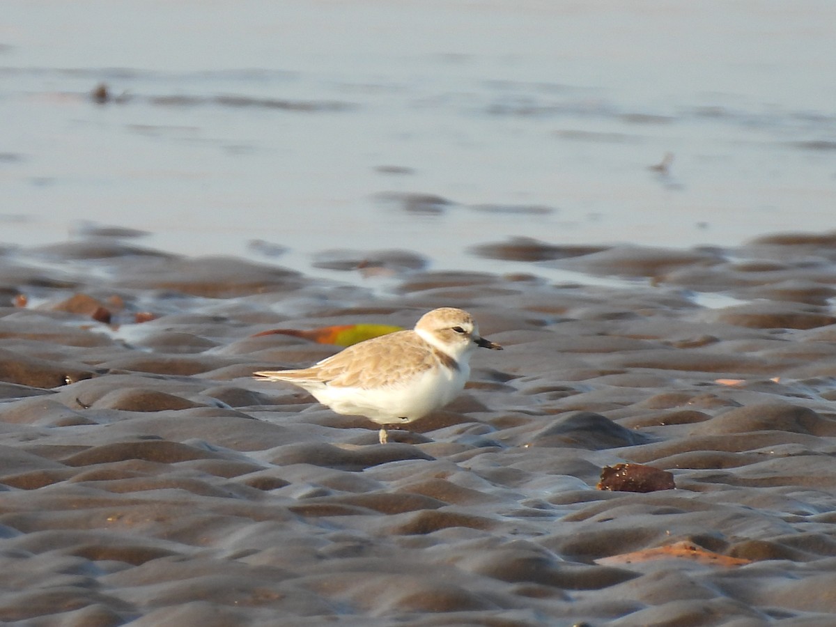 Snowy Plover - ML646735934