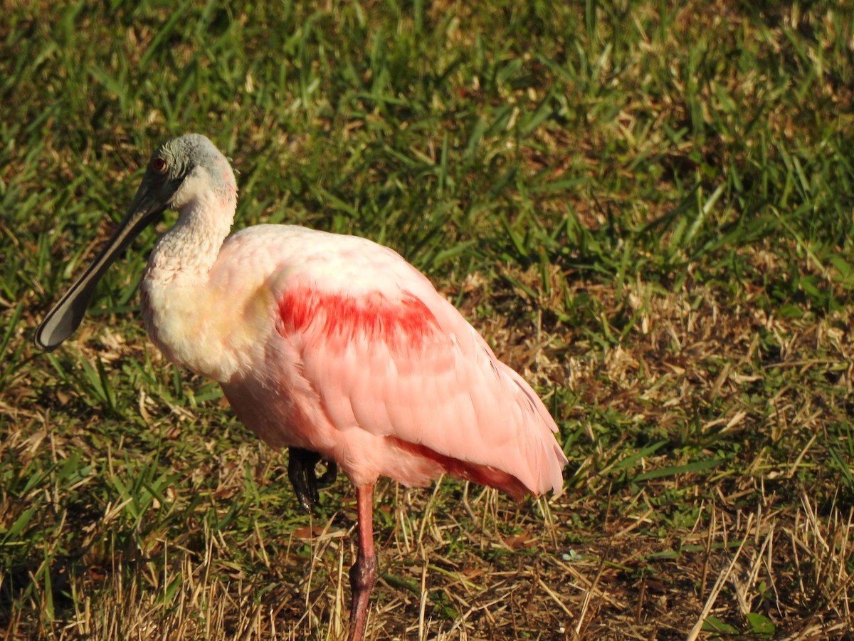 Rosalöffler - ML646735935