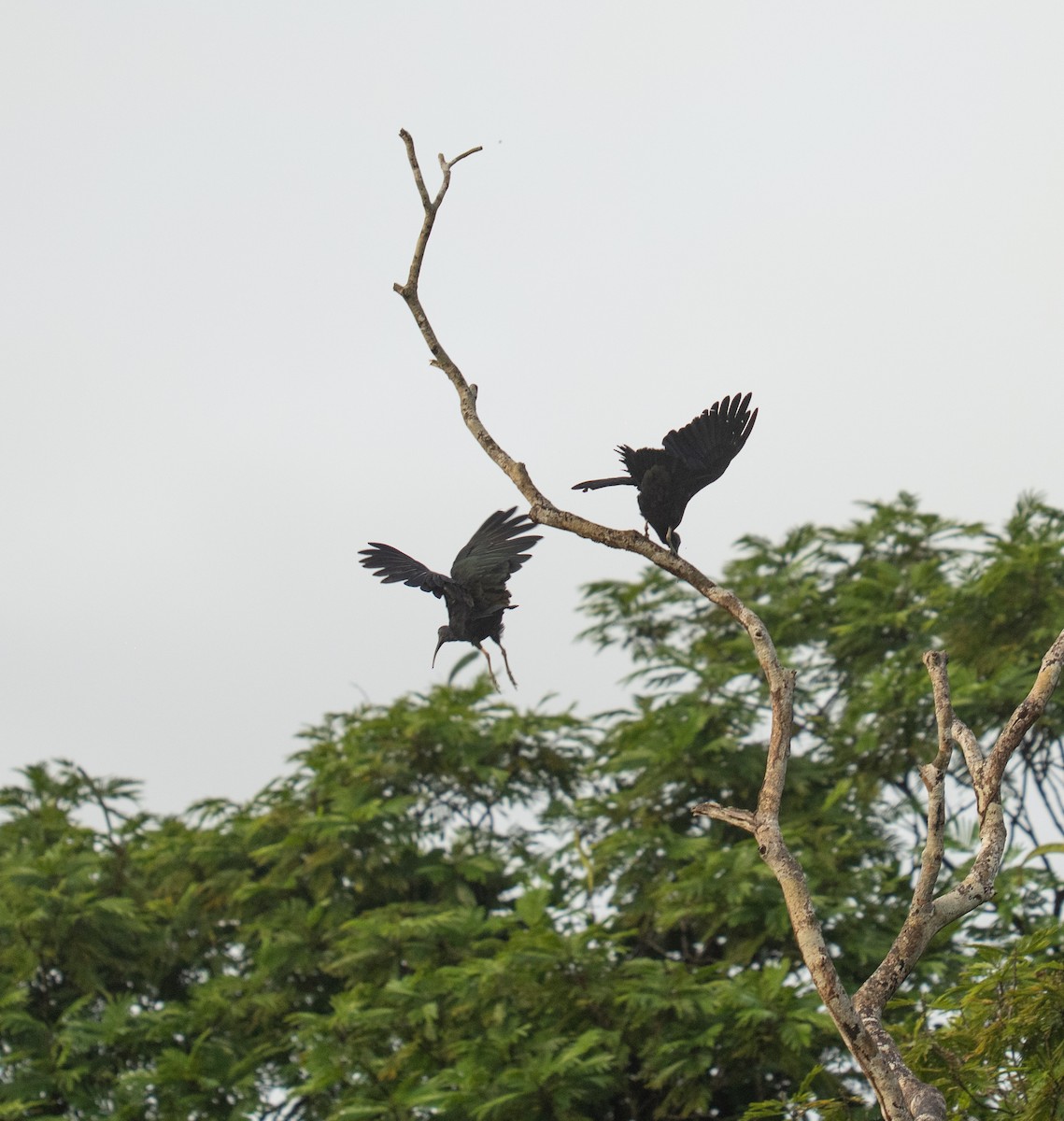 Green Ibis - ML646735936