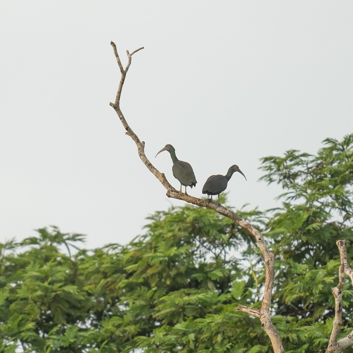 Green Ibis - ML646735937