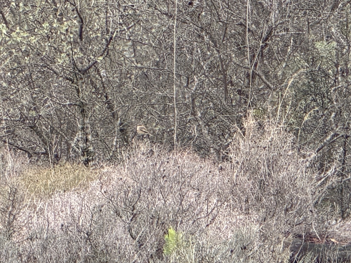 European/Siberian Stonechat - ML646735939