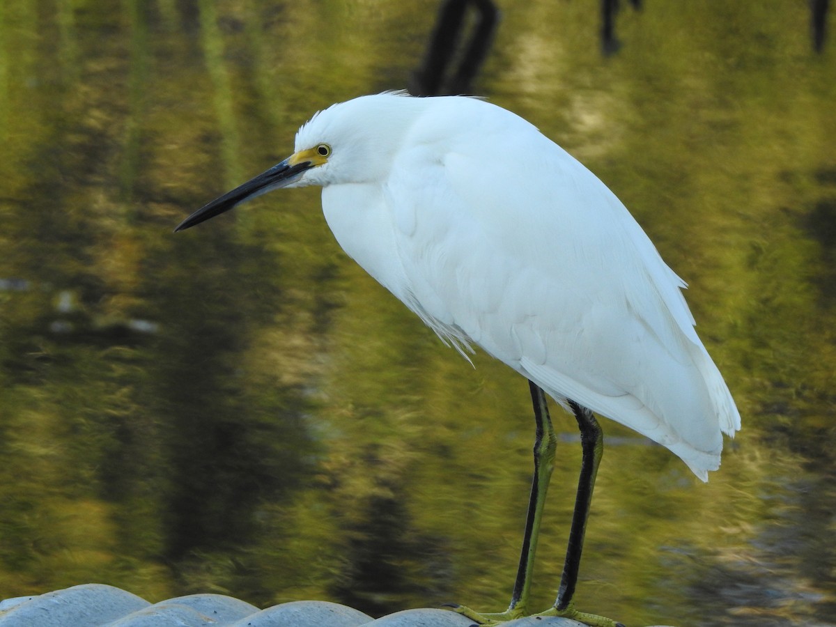 Aigrette neigeuse - ML646735940