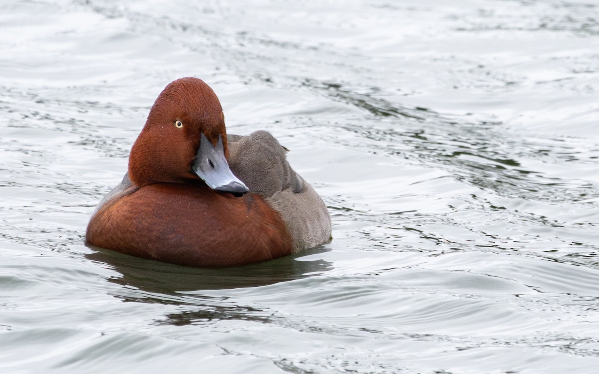 Moriglione x Moretta tabaccata (ibrido) - ML646735941