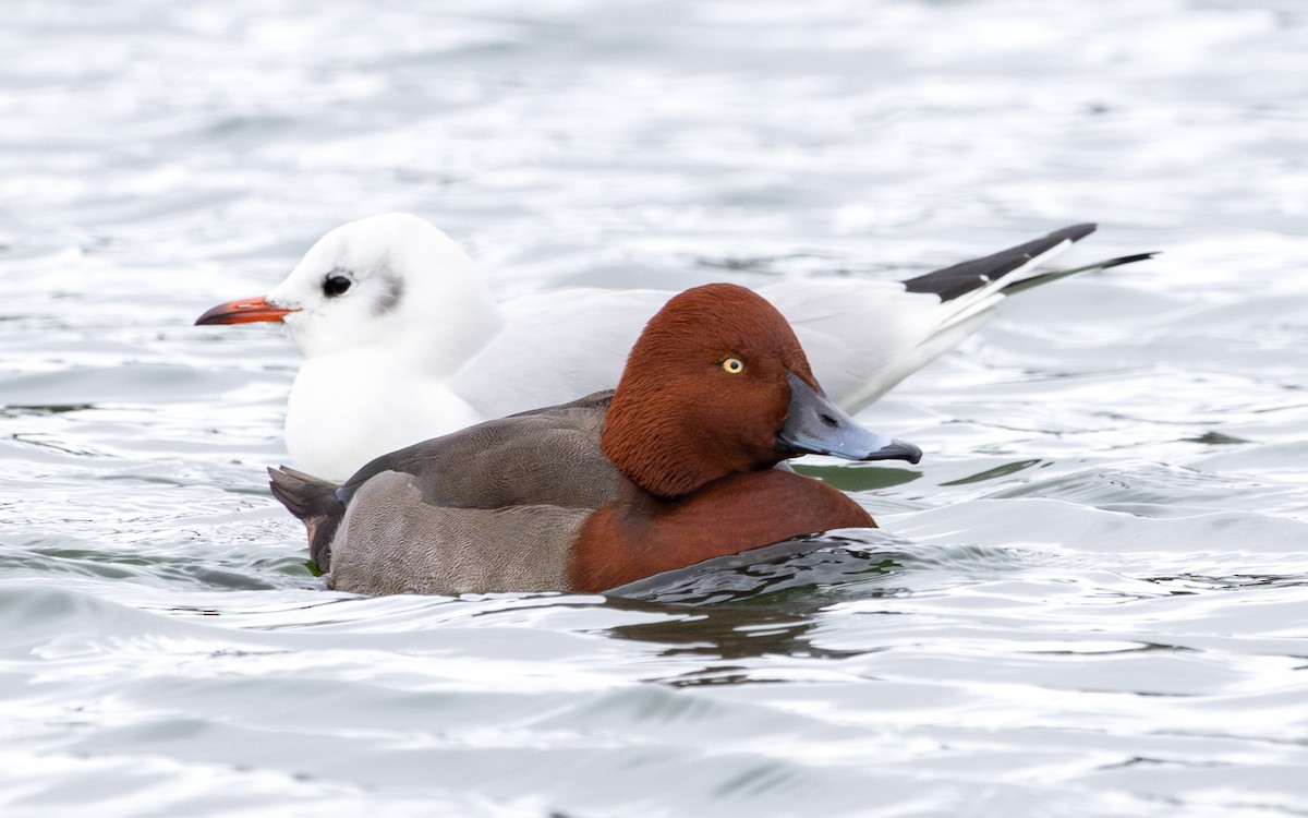 Moriglione x Moretta tabaccata (ibrido) - ML646735943