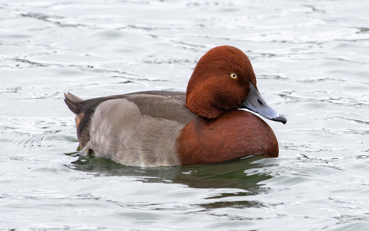 Moriglione x Moretta tabaccata (ibrido) - ML646735945