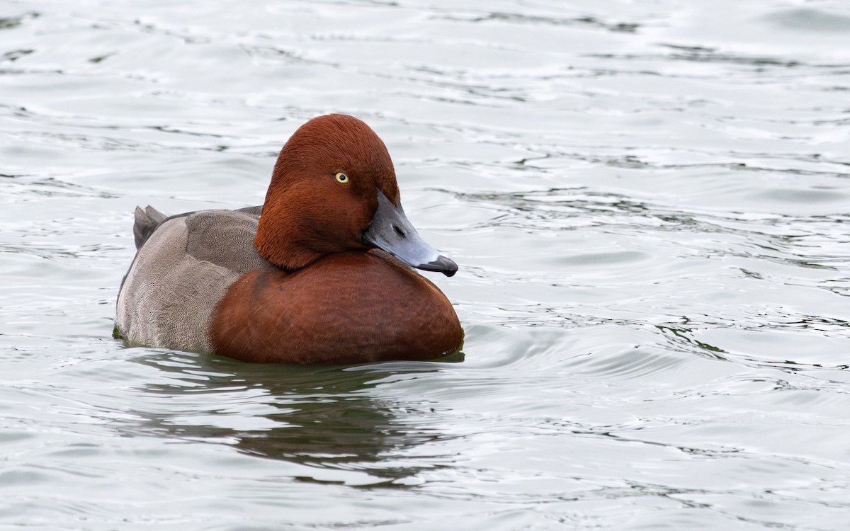 Hybride Fuligule milouin x F. nyroca - ML646735946