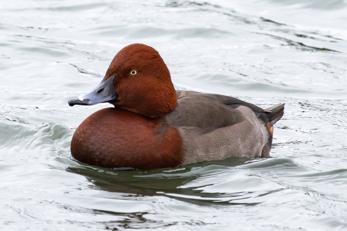 Hybride Fuligule milouin x F. nyroca - ML646735947