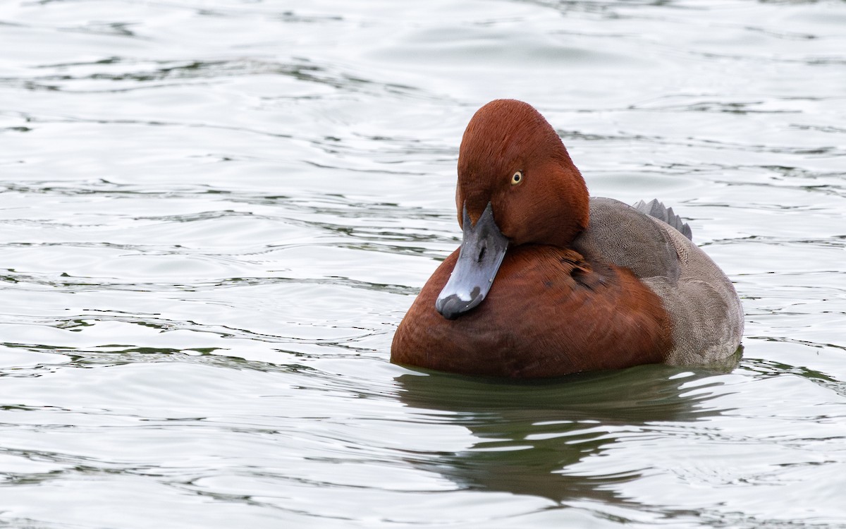 Moriglione x Moretta tabaccata (ibrido) - ML646735948