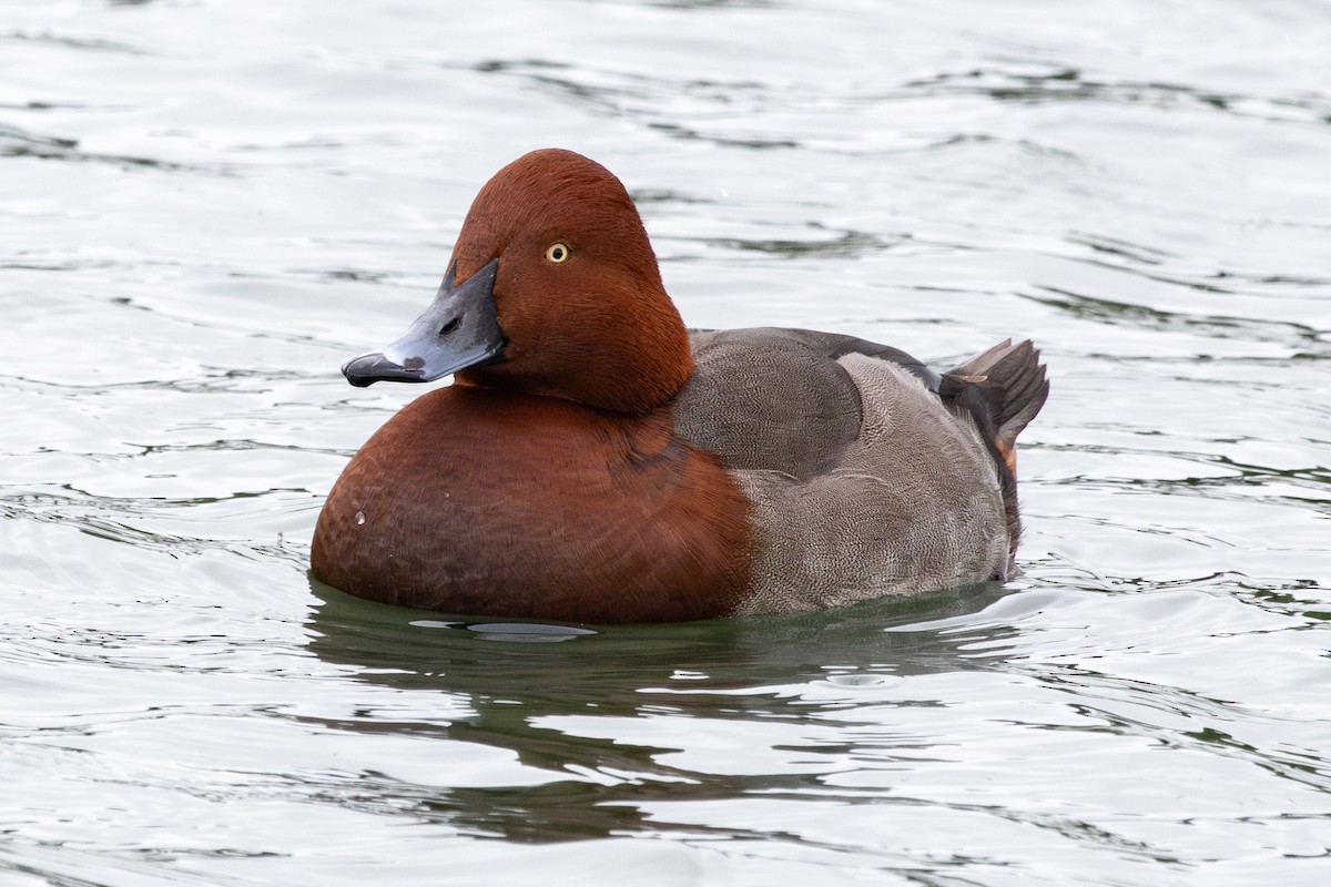 Hybride Fuligule milouin x F. nyroca - ML646735949