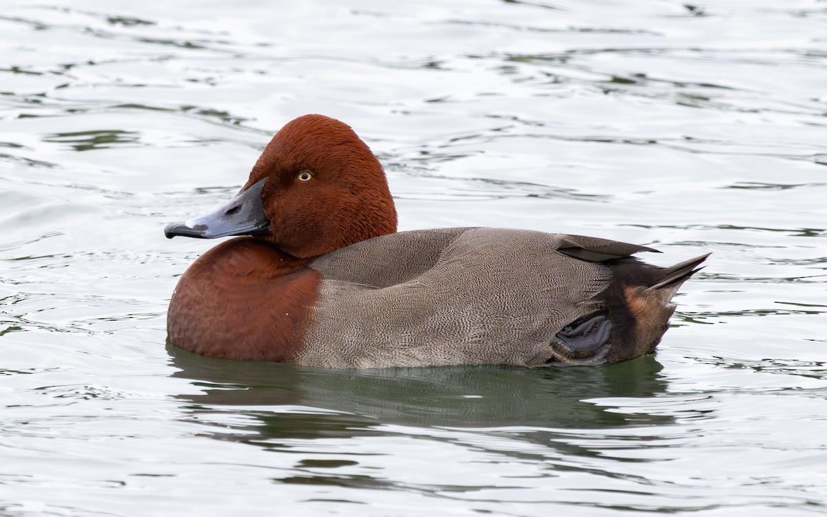 Hybride Fuligule milouin x F. nyroca - ML646735950