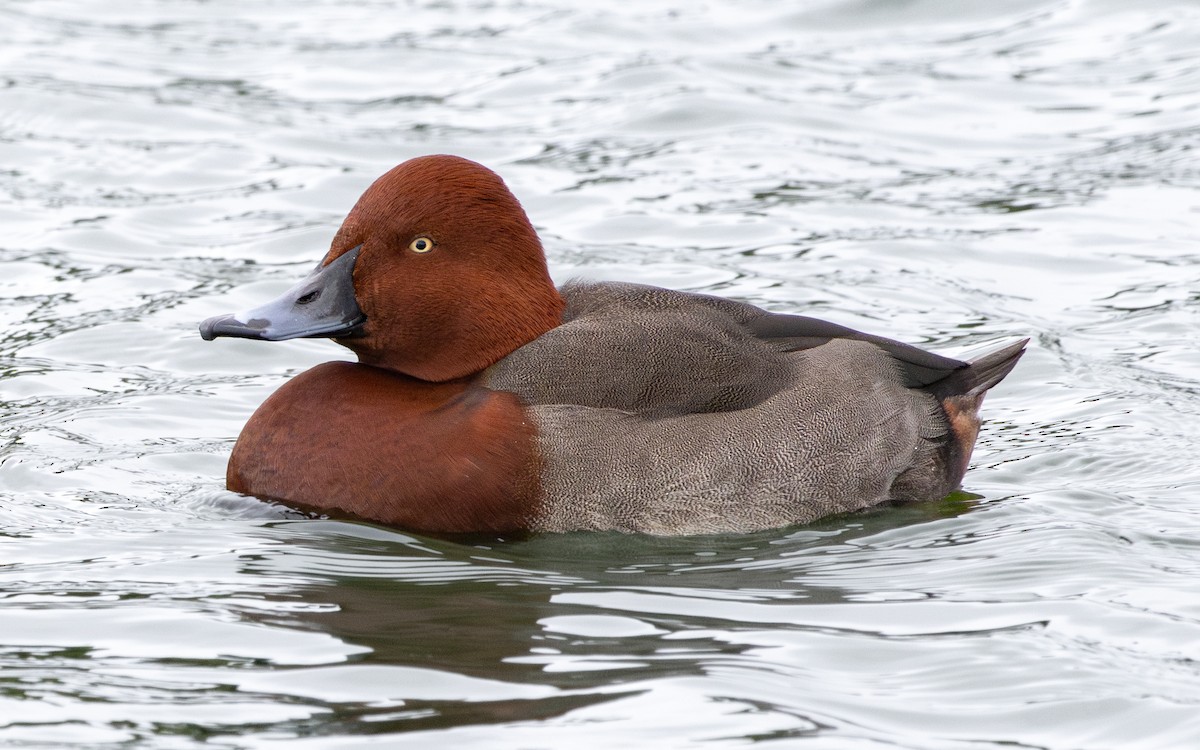 Moriglione x Moretta tabaccata (ibrido) - ML646735951