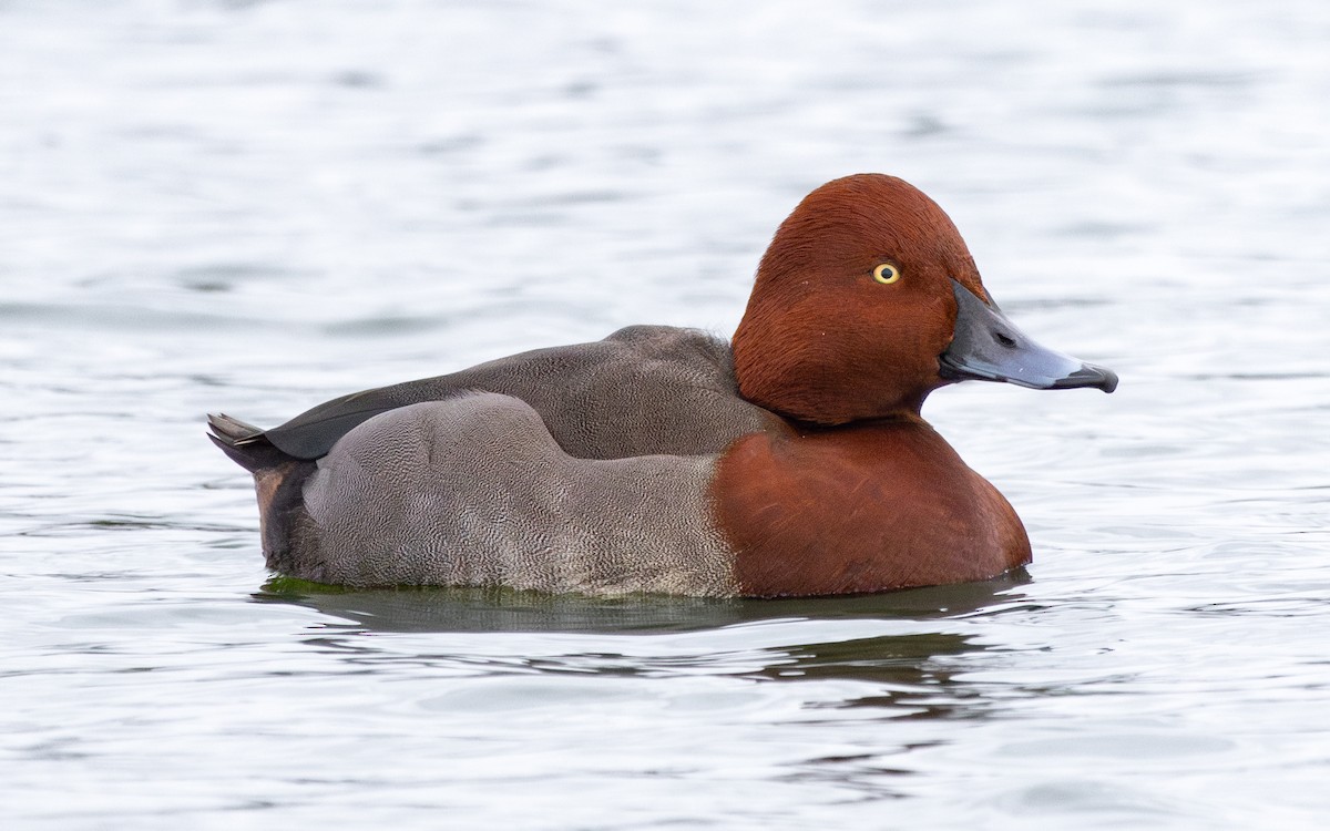 Moriglione x Moretta tabaccata (ibrido) - ML646735952