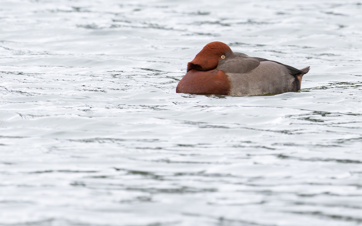 Hybride Fuligule milouin x F. nyroca - ML646735953