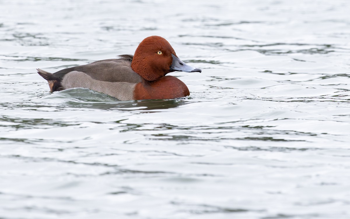 Hybride Fuligule milouin x F. nyroca - ML646735954