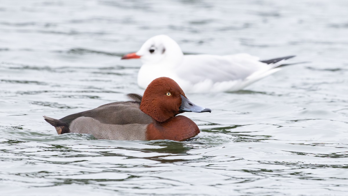 Moriglione x Moretta tabaccata (ibrido) - ML646735955