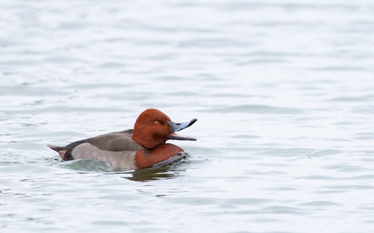 Hybride Fuligule milouin x F. nyroca - ML646735956