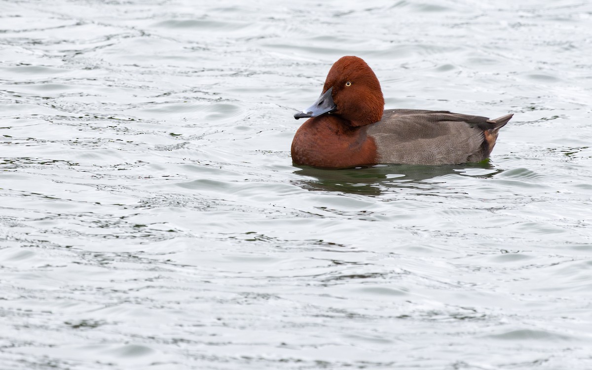 Moriglione x Moretta tabaccata (ibrido) - ML646735957