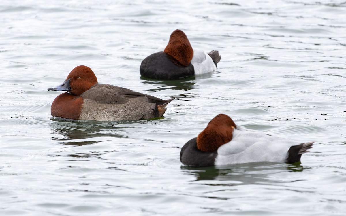 Hybride Fuligule milouin x F. nyroca - ML646735958