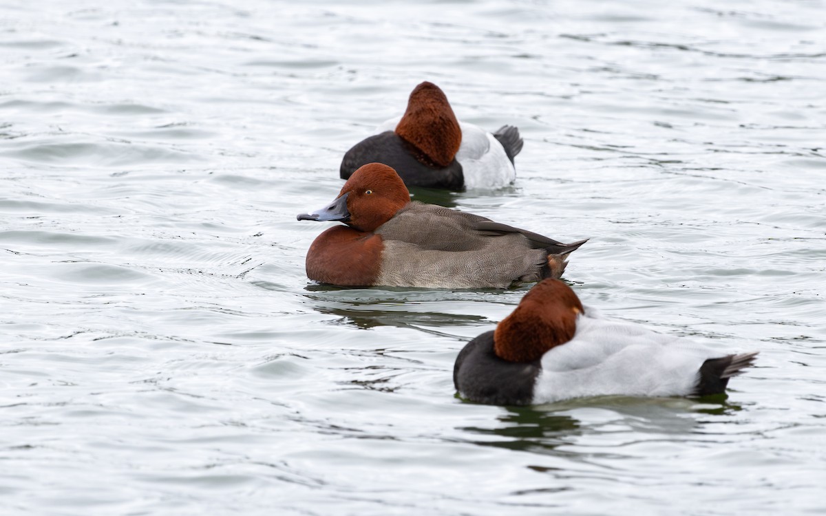 Hybride Fuligule milouin x F. nyroca - ML646735959