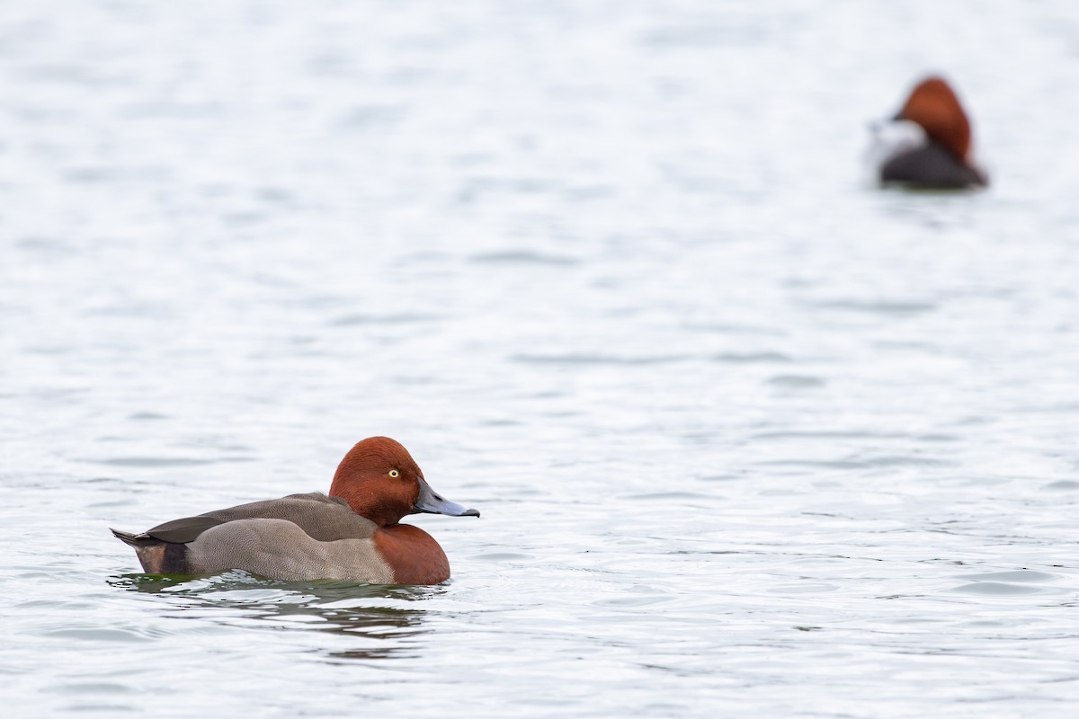 Hybride Fuligule milouin x F. nyroca - ML646735960