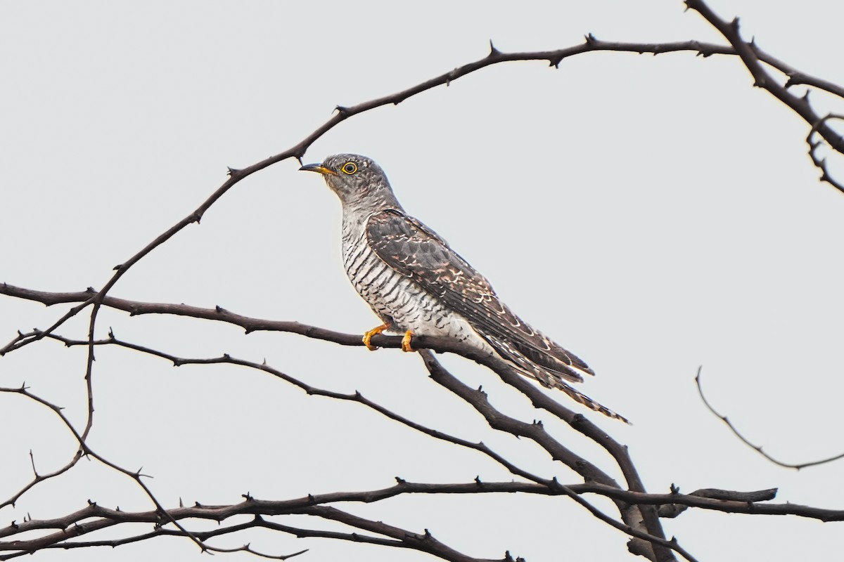 Common Cuckoo - ML646735961