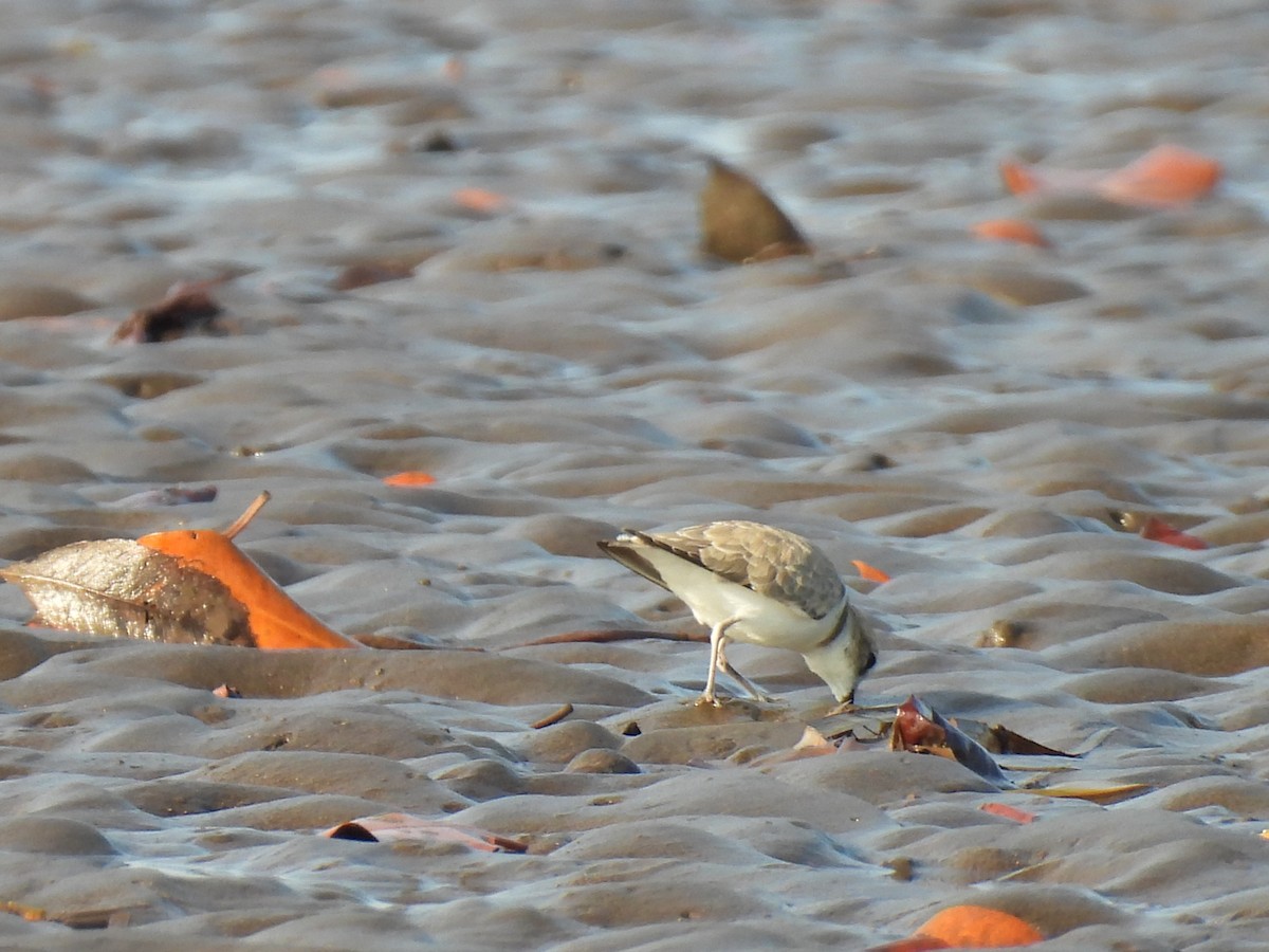 Snowy Plover - ML646735962