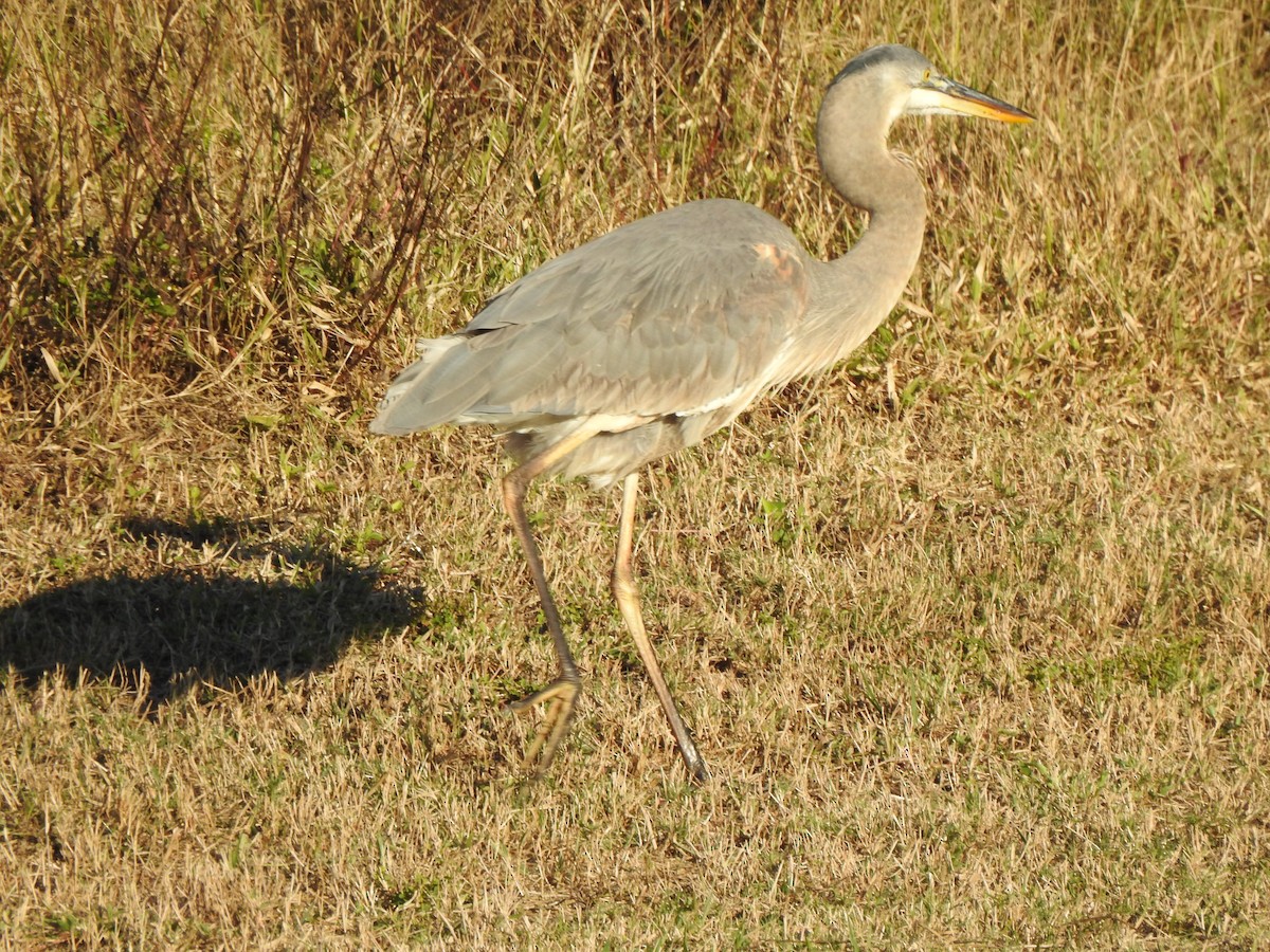 Grand Héron - ML646735963