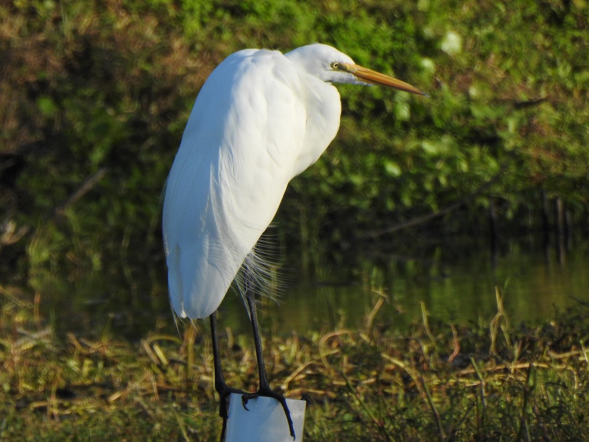 Grande Aigrette - ML646735965
