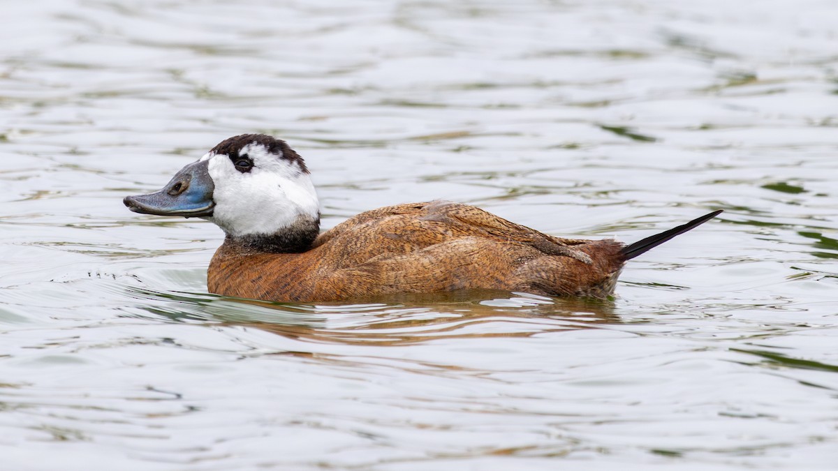 Érismature à tête blanche - ML646735966