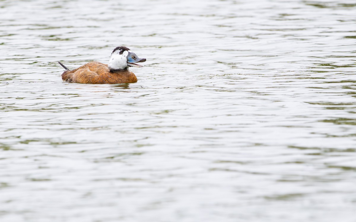 Érismature à tête blanche - ML646735967