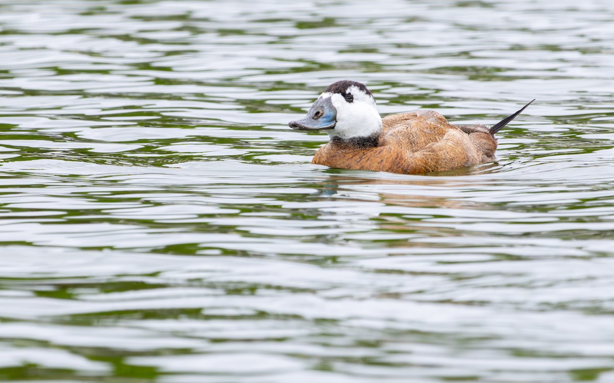 Érismature à tête blanche - ML646735968
