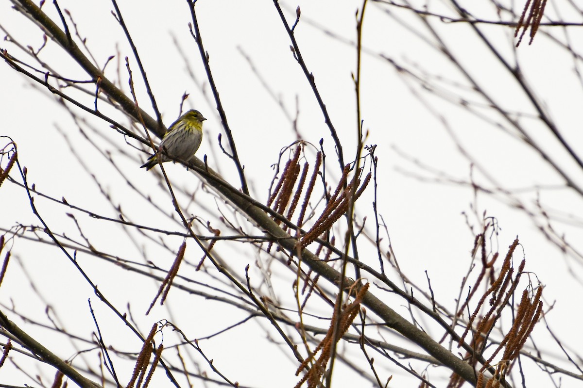Eurasian Siskin - ML646735969