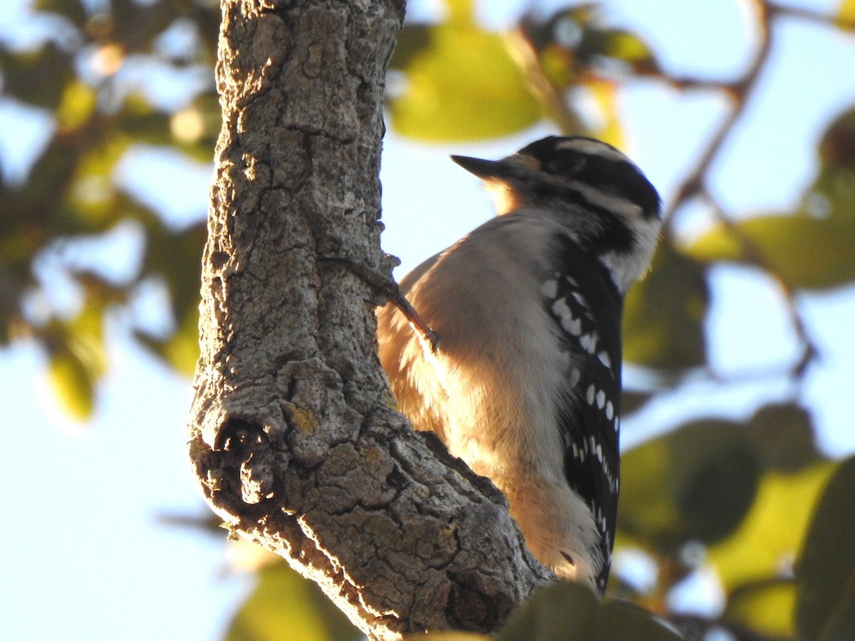 Pic mineur - ML646735970