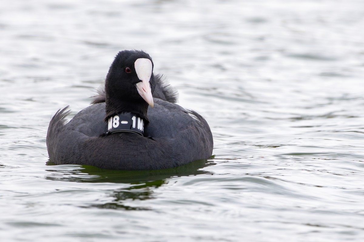 Foulque macroule - ML646735971