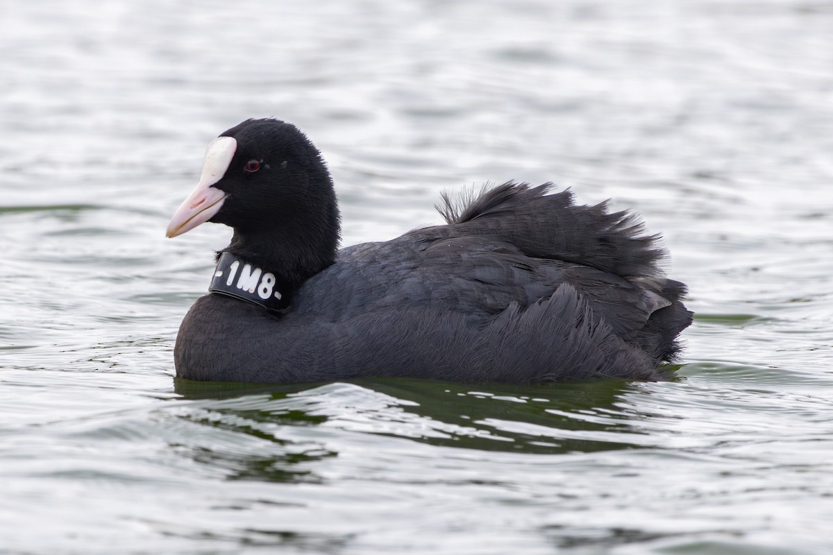 Foulque macroule - ML646735972