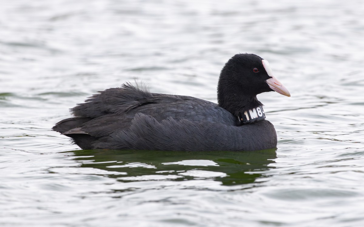 Foulque macroule - ML646735973