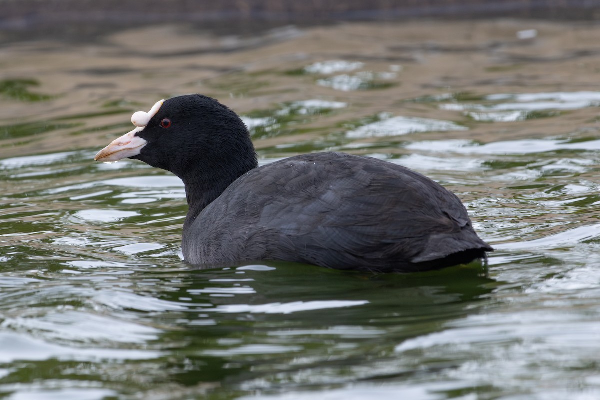 Foulque macroule - ML646735974