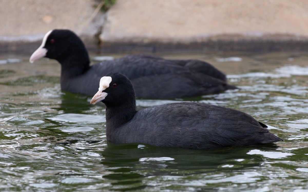 Foulque macroule - ML646735975