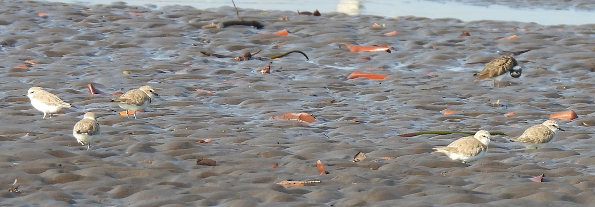 Snowy Plover - ML646735977