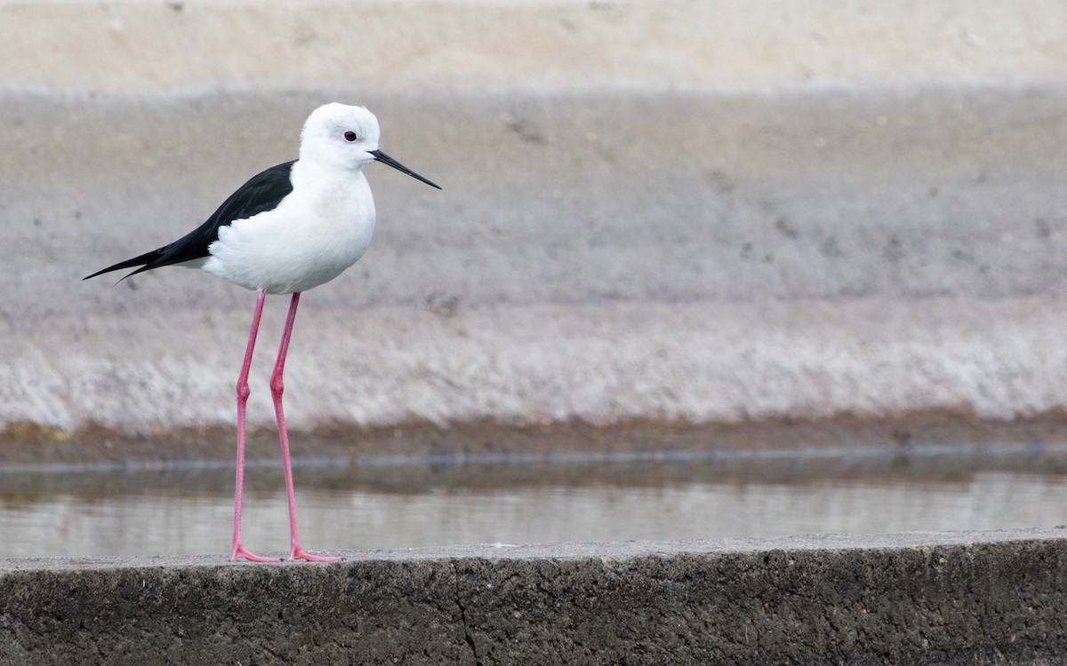 Zankaluze eurasiarra - ML646735979