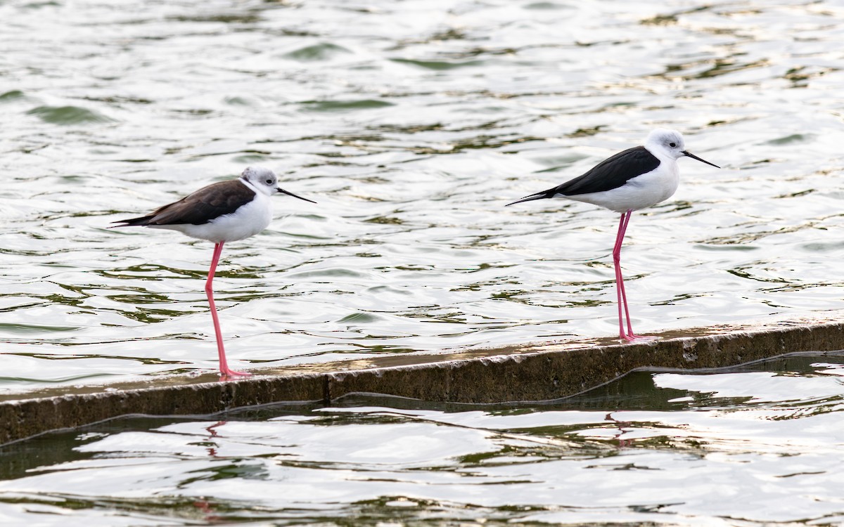 Zankaluze eurasiarra - ML646735980