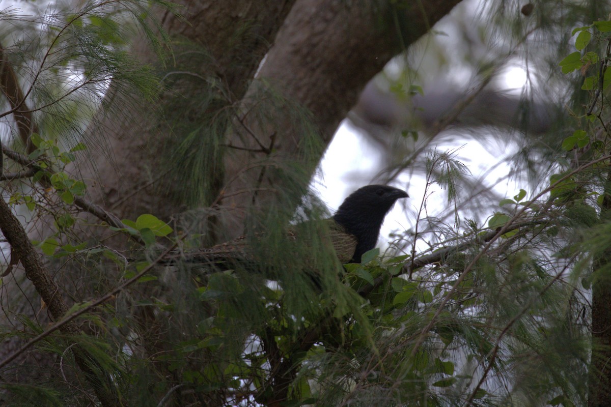 Pheasant Coucal - ML646735981