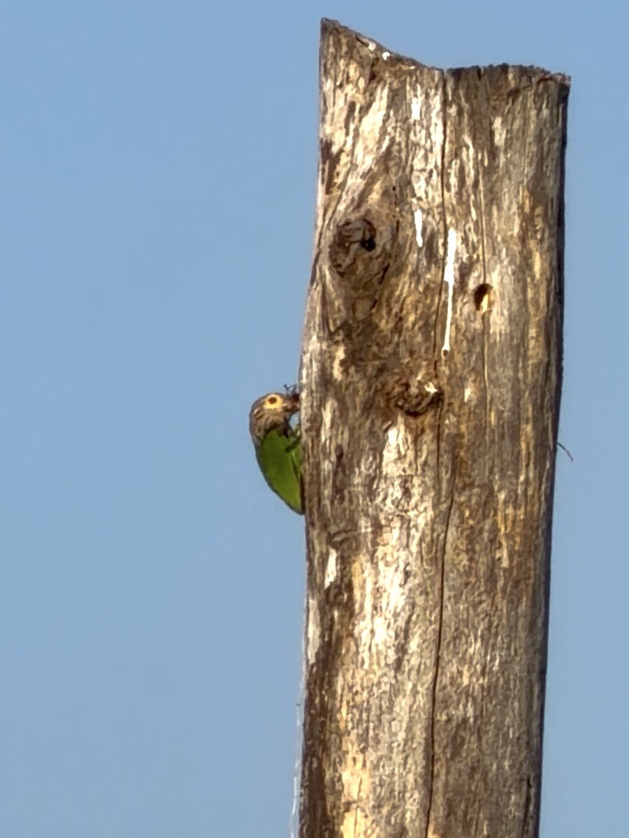 シロボシオオゴシキドリ - ML646735982