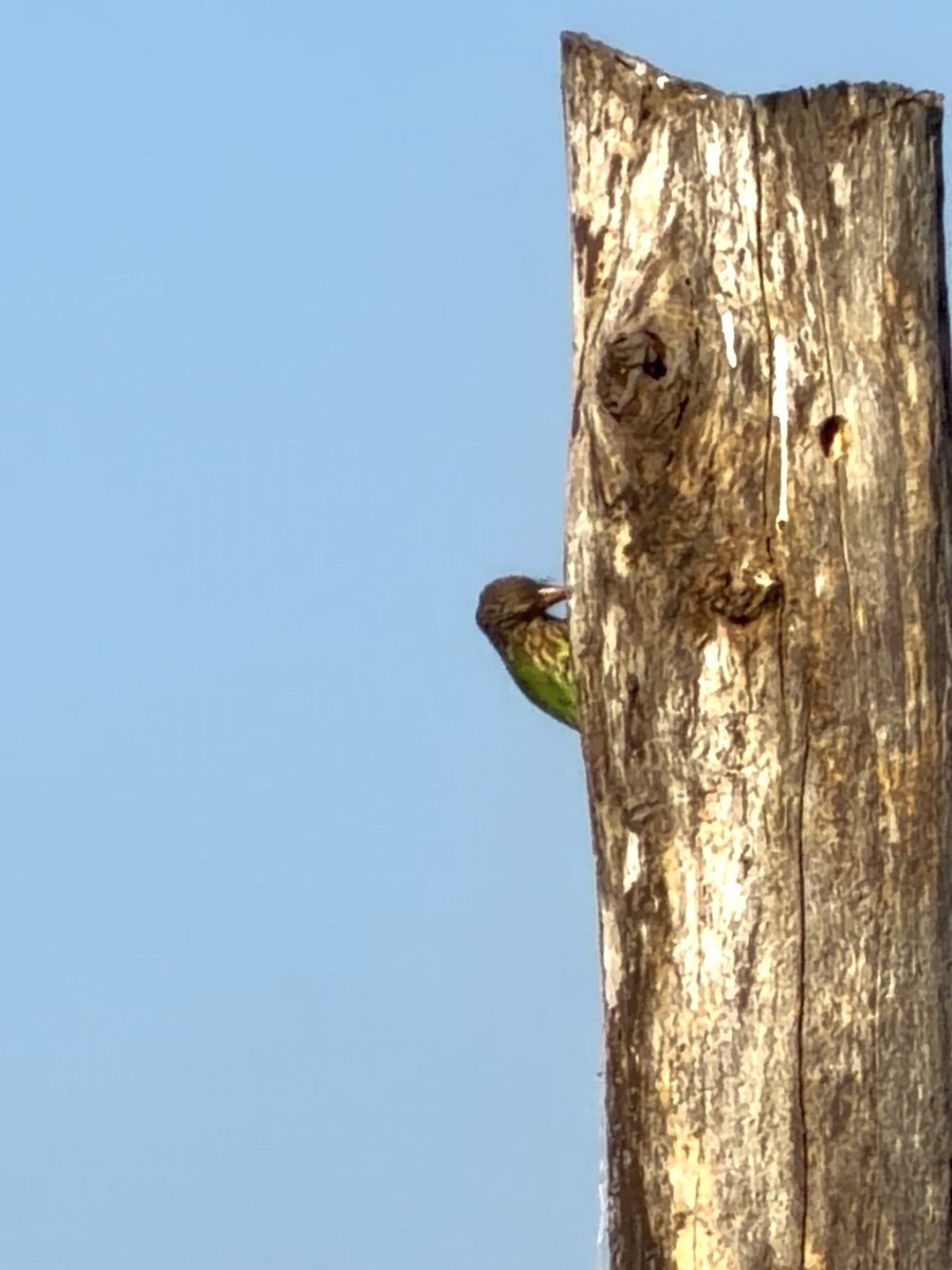 シロボシオオゴシキドリ - ML646735983