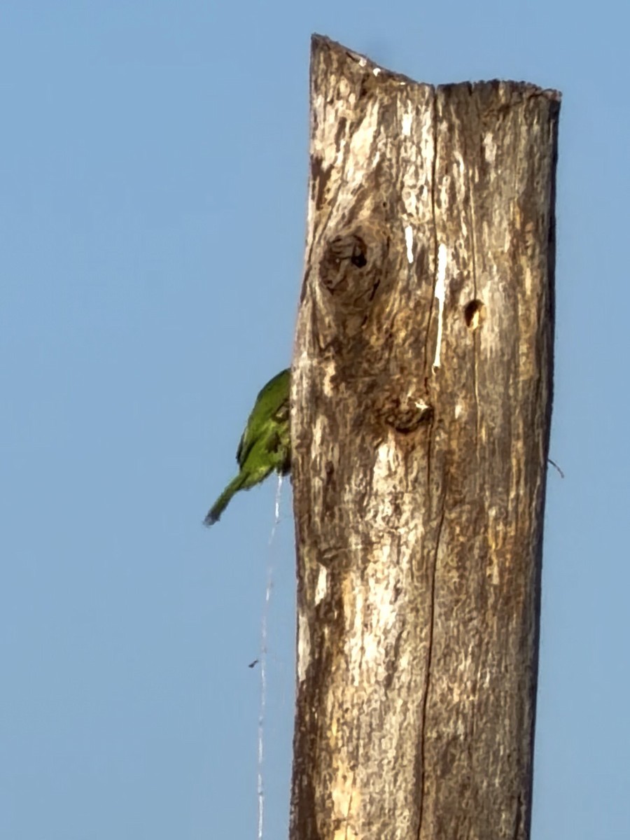 シロボシオオゴシキドリ - ML646735984