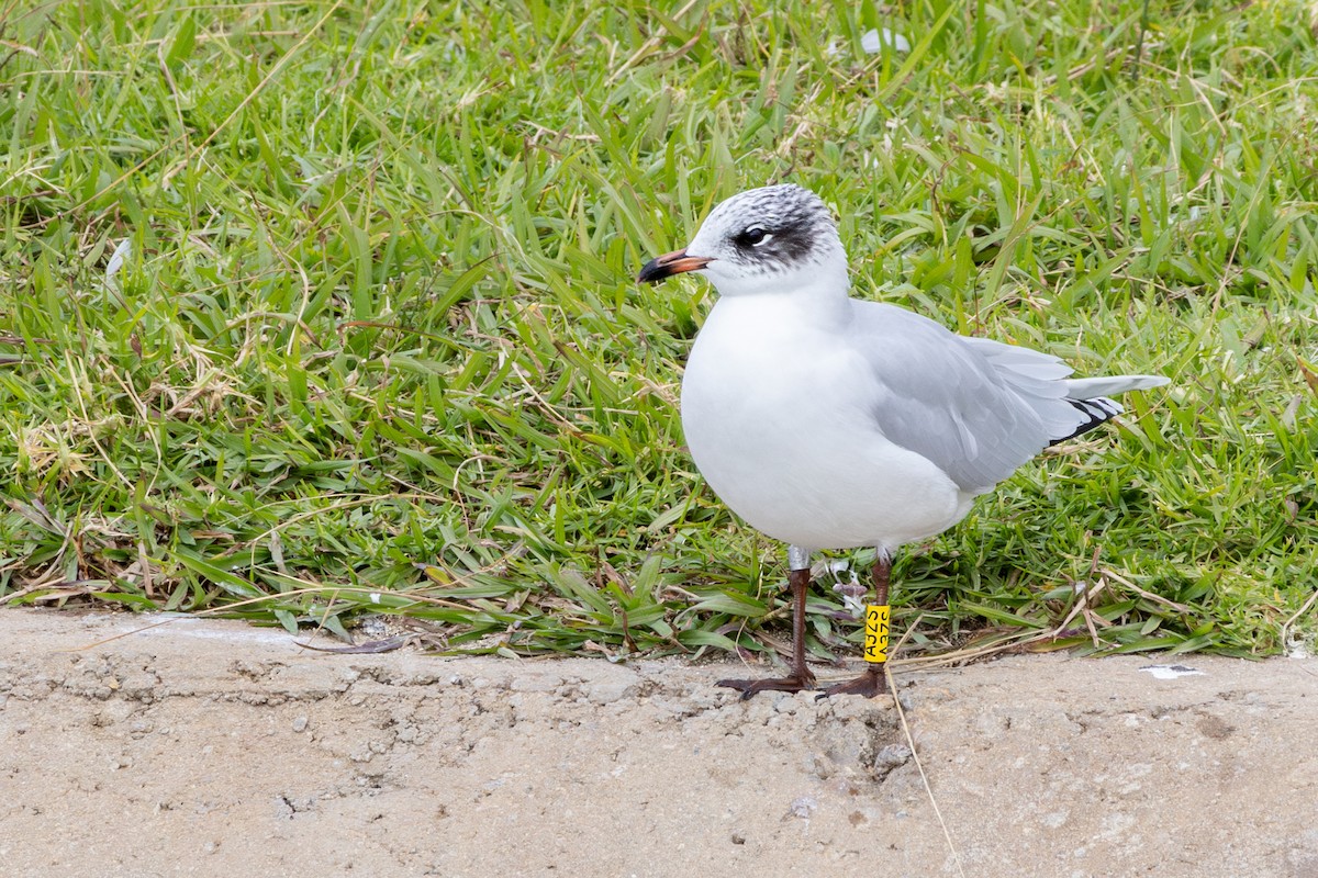 Mouette mélanocéphale - ML646735985