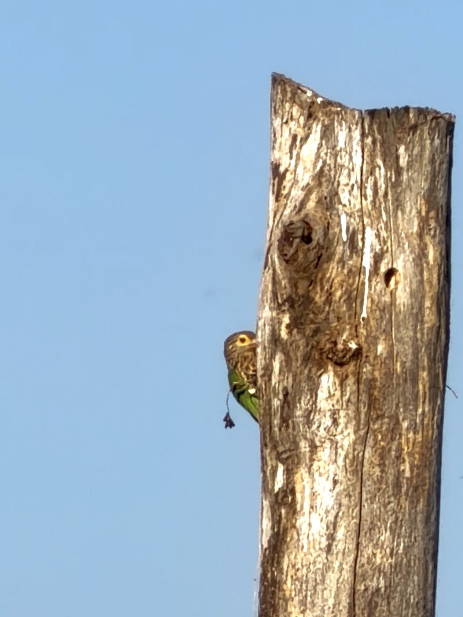 シロボシオオゴシキドリ - ML646735987