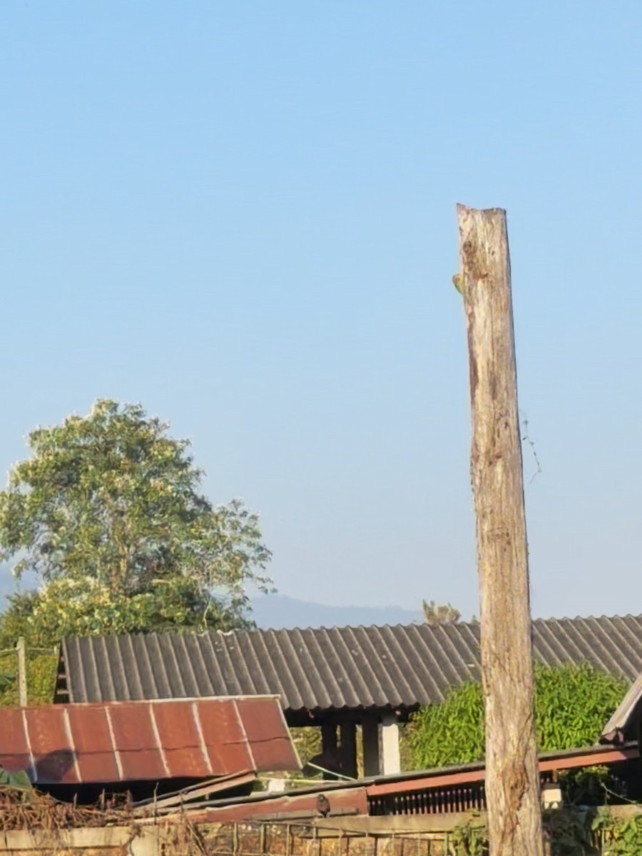 シロボシオオゴシキドリ - ML646735988