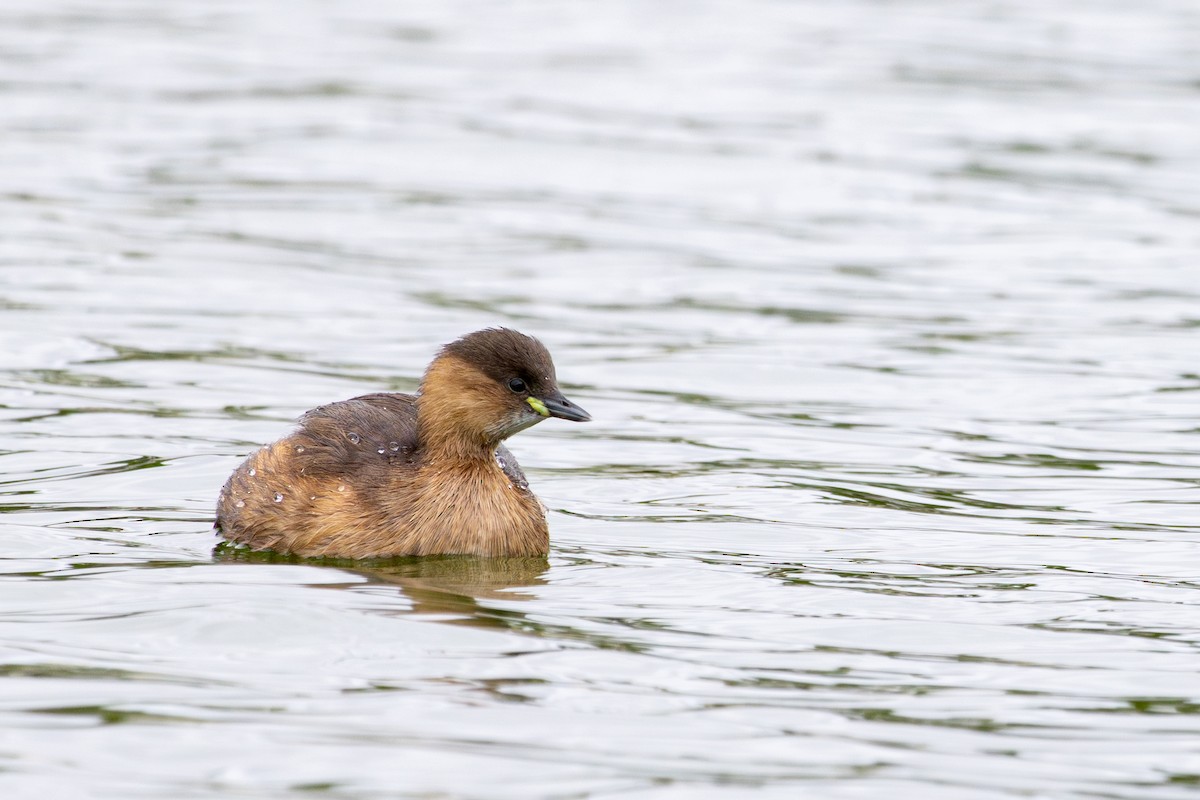 Grèbe castagneux - ML646735989