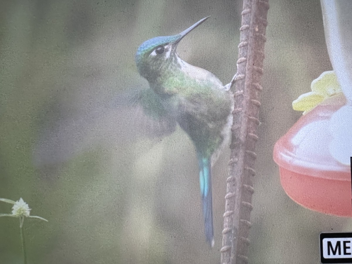 Sylphe à queue d'azur - ML646735991
